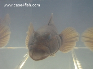 Foto Galerie/Gobiiformes/Neogobius melanostomus/Neogobius melanostomus_05_S.jpg